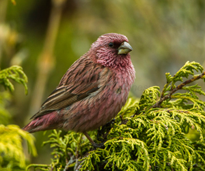 Бужмар (Арцны бужмар) 